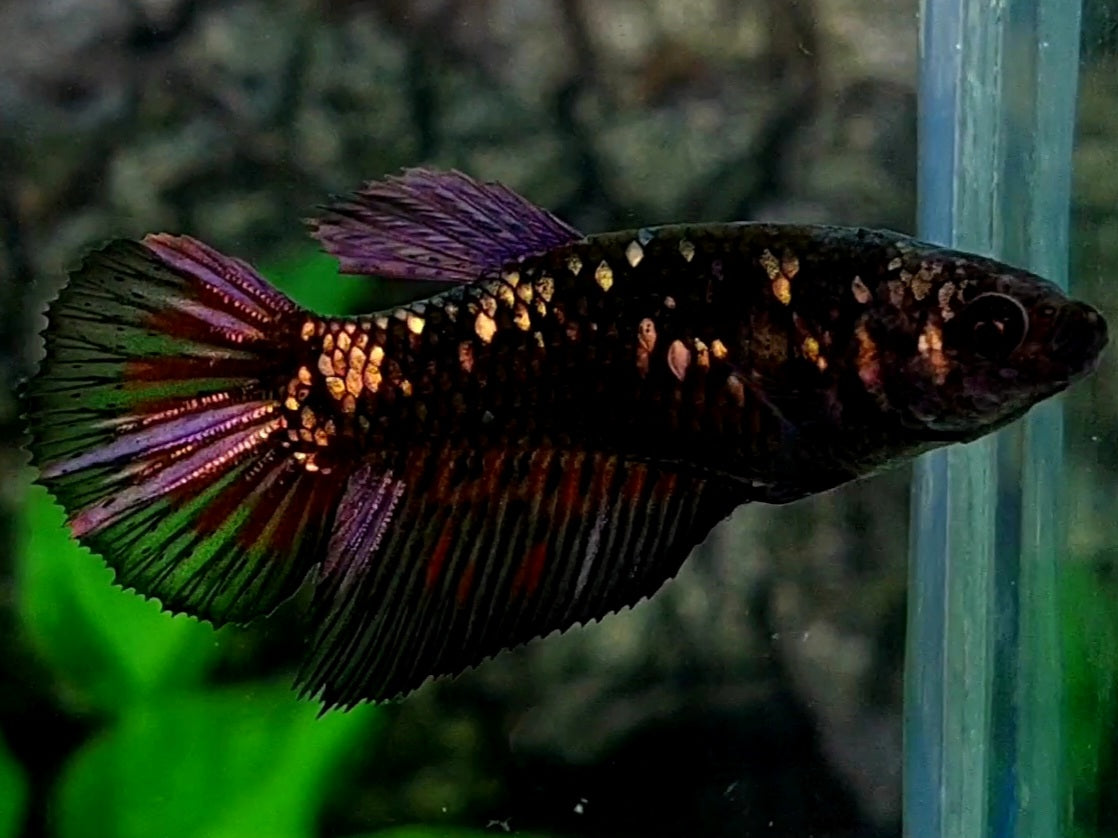 Blackstar Copper Purple Gold Halfmoon Female For Sorority / Breed