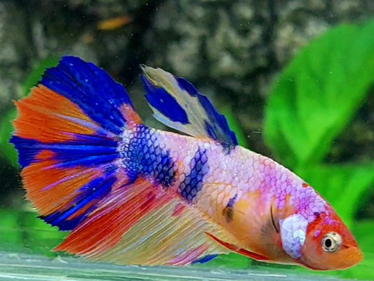 Multicolor Pink Candy Halfmoon Female For Sorority / Breed