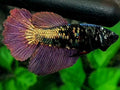 Avatar Copper Purple Gold Halfmoon Female For Sorority / Breed