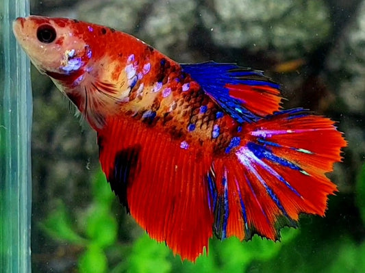 Red Tiger Galaxy Halfmoon Female For Sorority / Breed