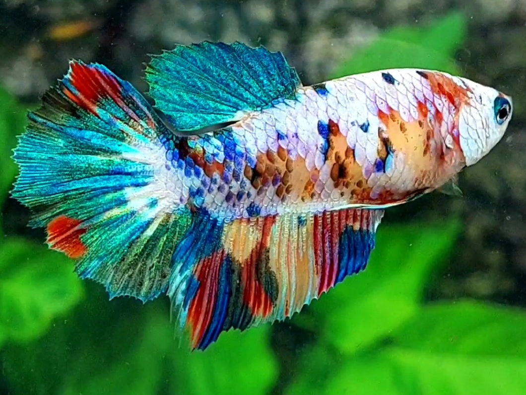 Multicolor Galaxy Halfmoon Female For Sorority / Breed