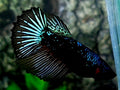 Blackstar Gray Nebula Startail Halfmoon Female For Sorority / Breed