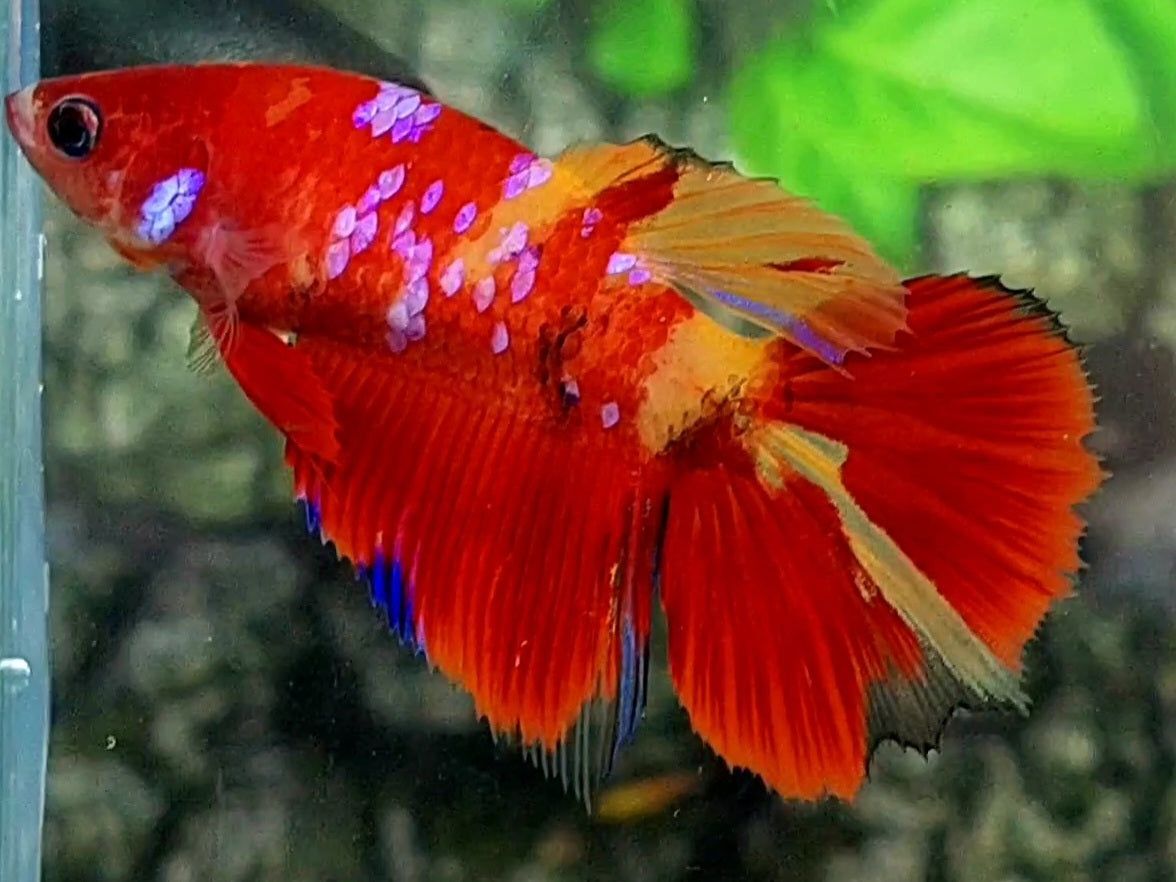 Koi Candy Galaxy Halfmoon Female For Sorority / Breed