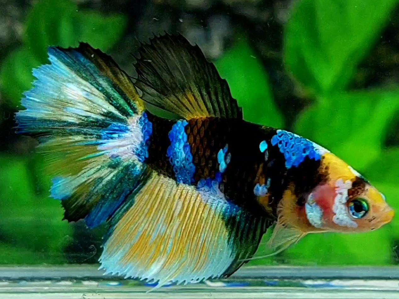 Yellow Tiger Galaxy Halfmoon Female For Sorority / Breed