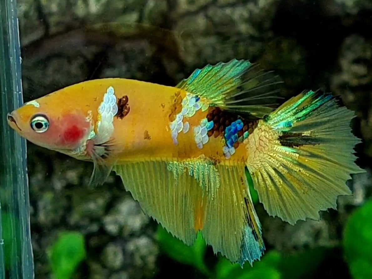 Yellow Tiger Gold Galaxy Halfmoon Female For Sorority / Breed