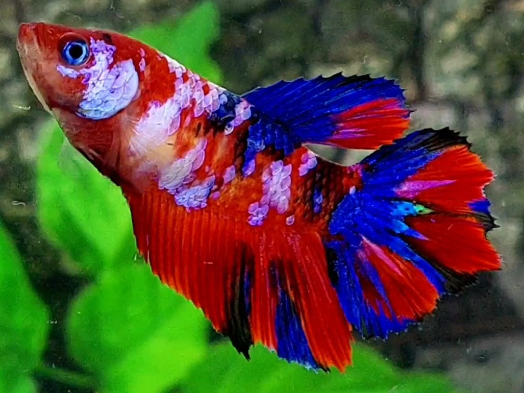 Multicolor Red Pink Galaxy Halfmoon Female For Sorority / Breed