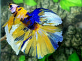 Yellow Barongsai Lion Dance Halfmoon Male