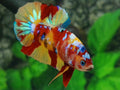 Multicolor Leopard Galaxy Over HMPK Male