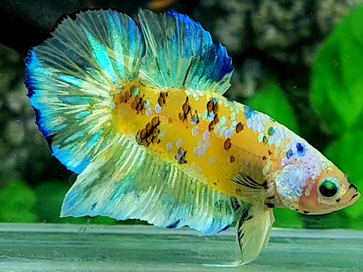 Skyblue Yellow Tiger Galaxy HMPK Male