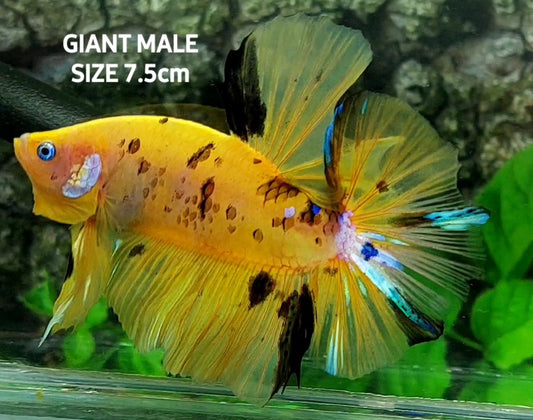 Yellow Tiger GIANT HMPK Male