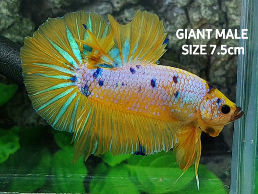 Yellow Fancy GIANT Over HMPK Male