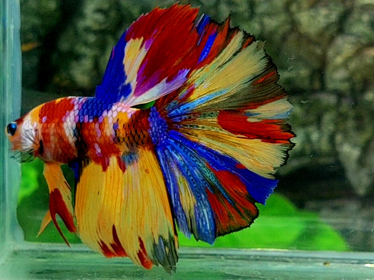 Multicolor Galaxy Halfmoon Male