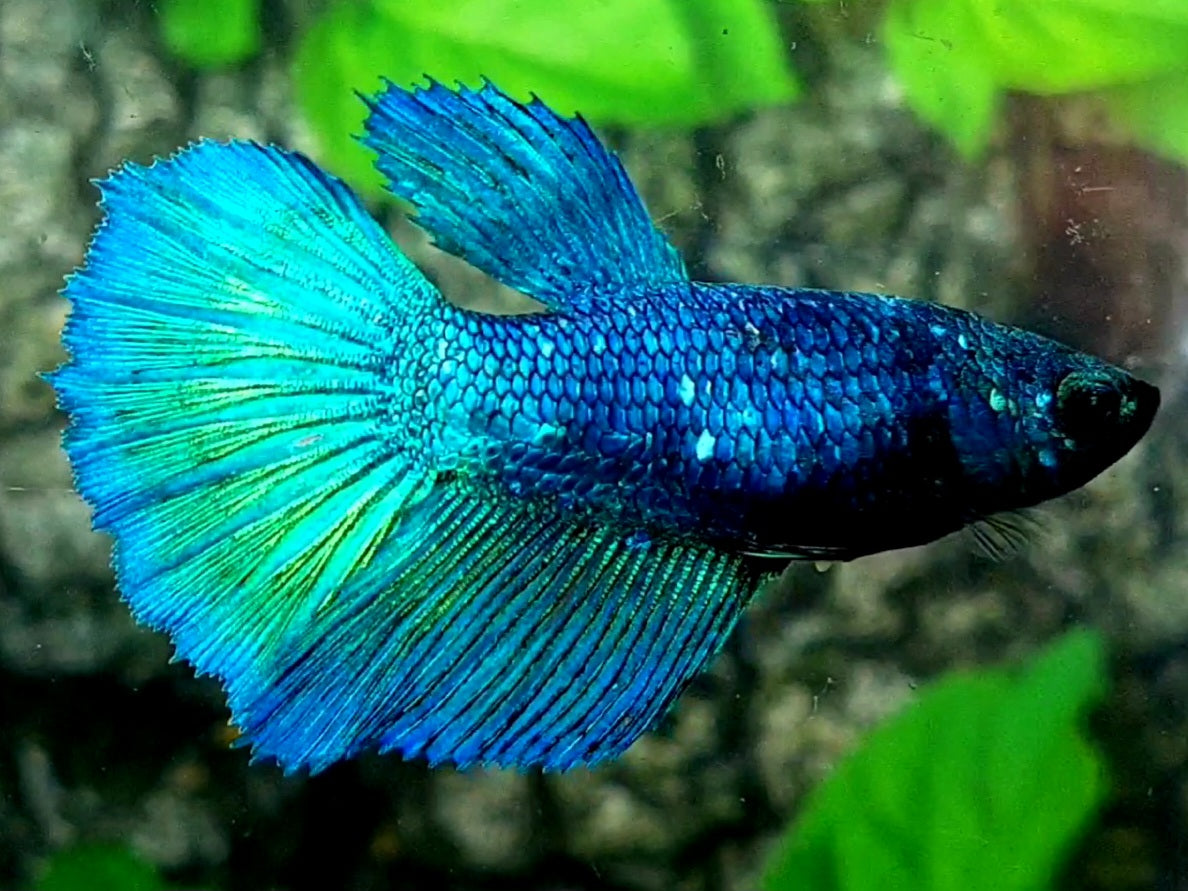 Turquoise Halfmoon Female For Sorority / Breed