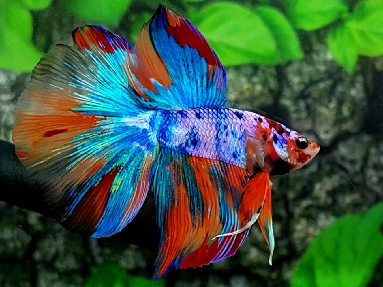 Multicolor Candy Halfmoon Male