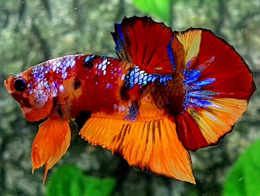 Multicolor Galaxy HMPK Male