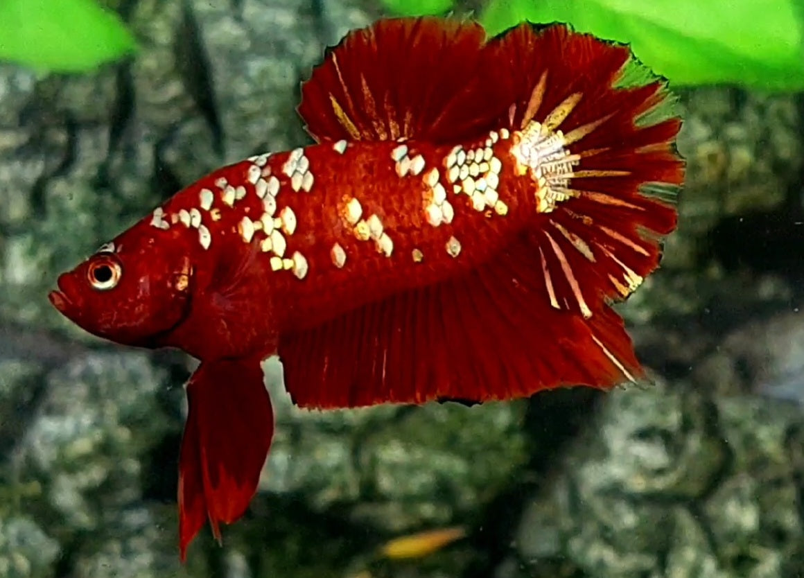 Red Gold Galaxy HMPK Male