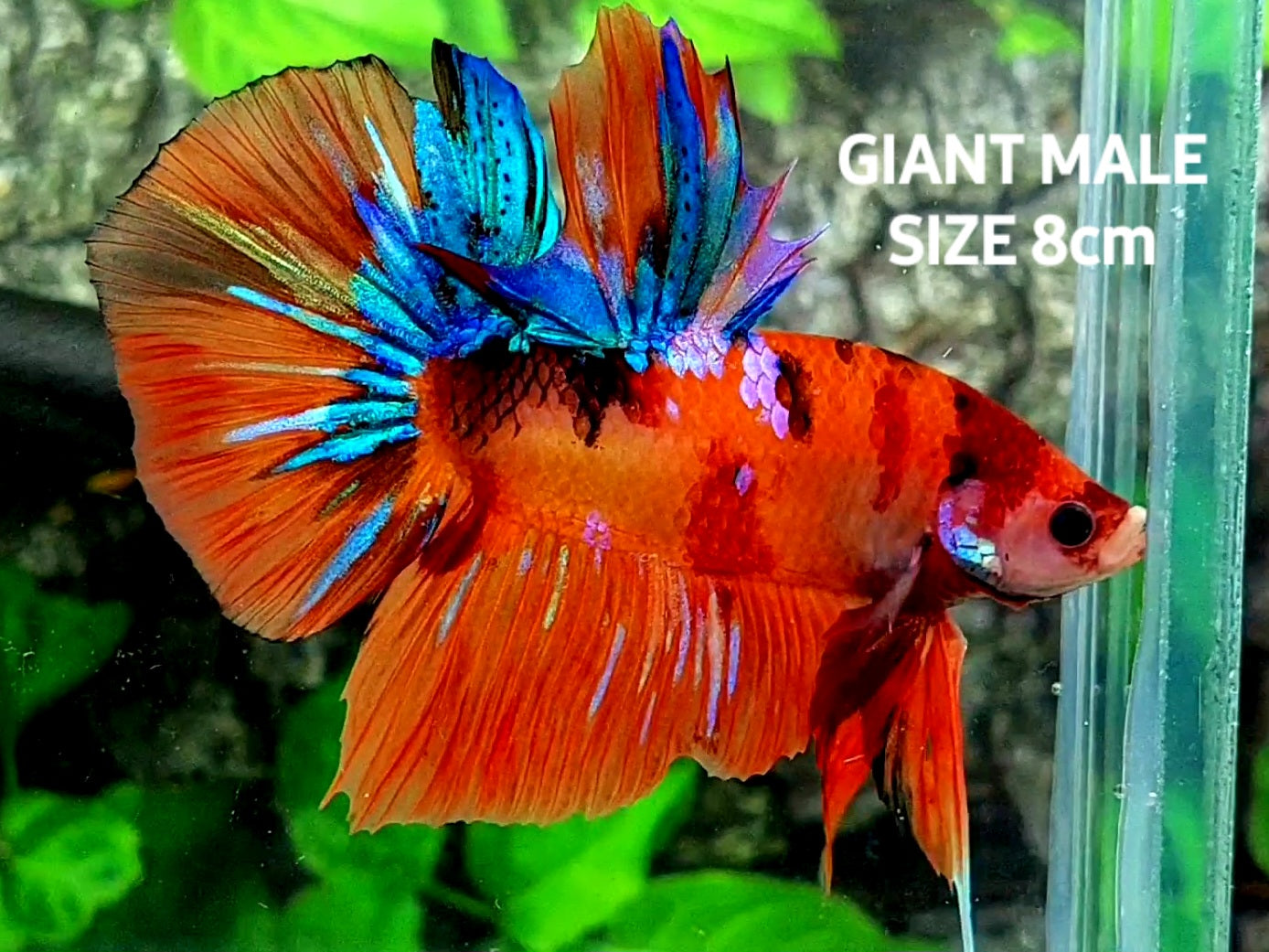 Multicolor Candy Galaxy JUMBO GIANT HMPK Male