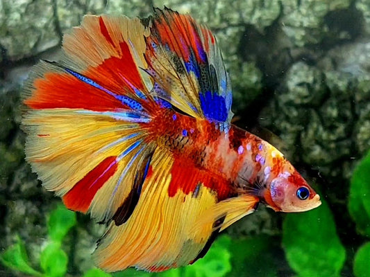 Multicolor Galaxy Halfmoon Male