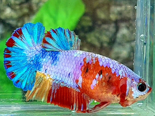 Multicolor Galaxy HMPK Female For Sorority / Breed