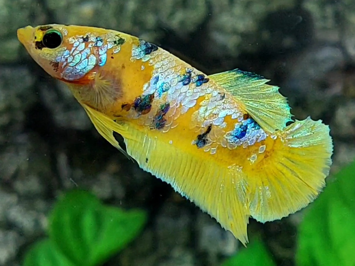 Yellow Galaxy HMPK Female For Sorority / Breed