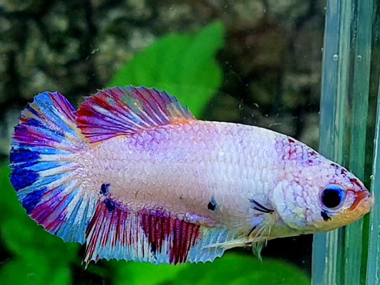 Multicolor Pink Purple Fancy HMPK Female For Sorority / Breed