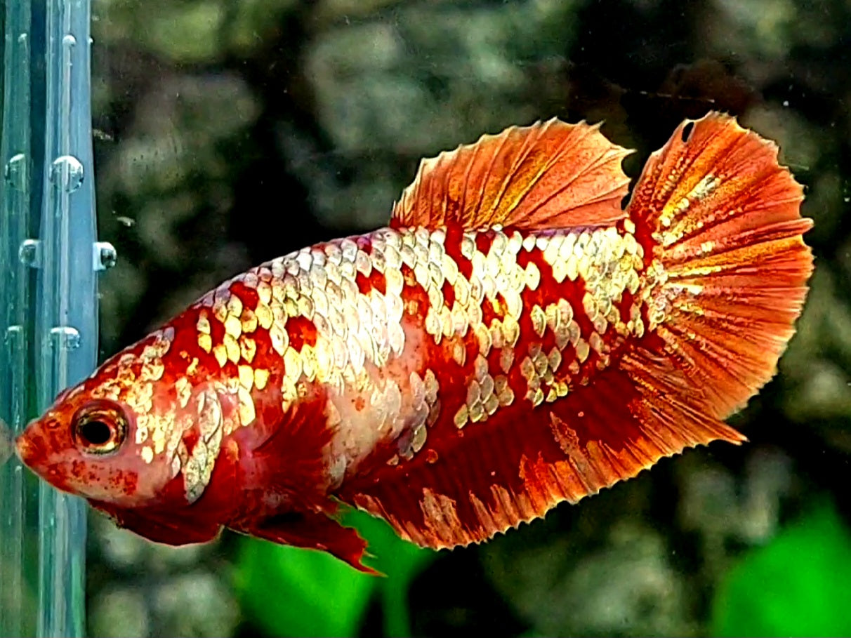 Red Gold Galaxy HMPK Female For Sorority / Breed