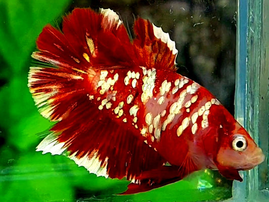 Red Koi Gold Galaxy HMPK Male