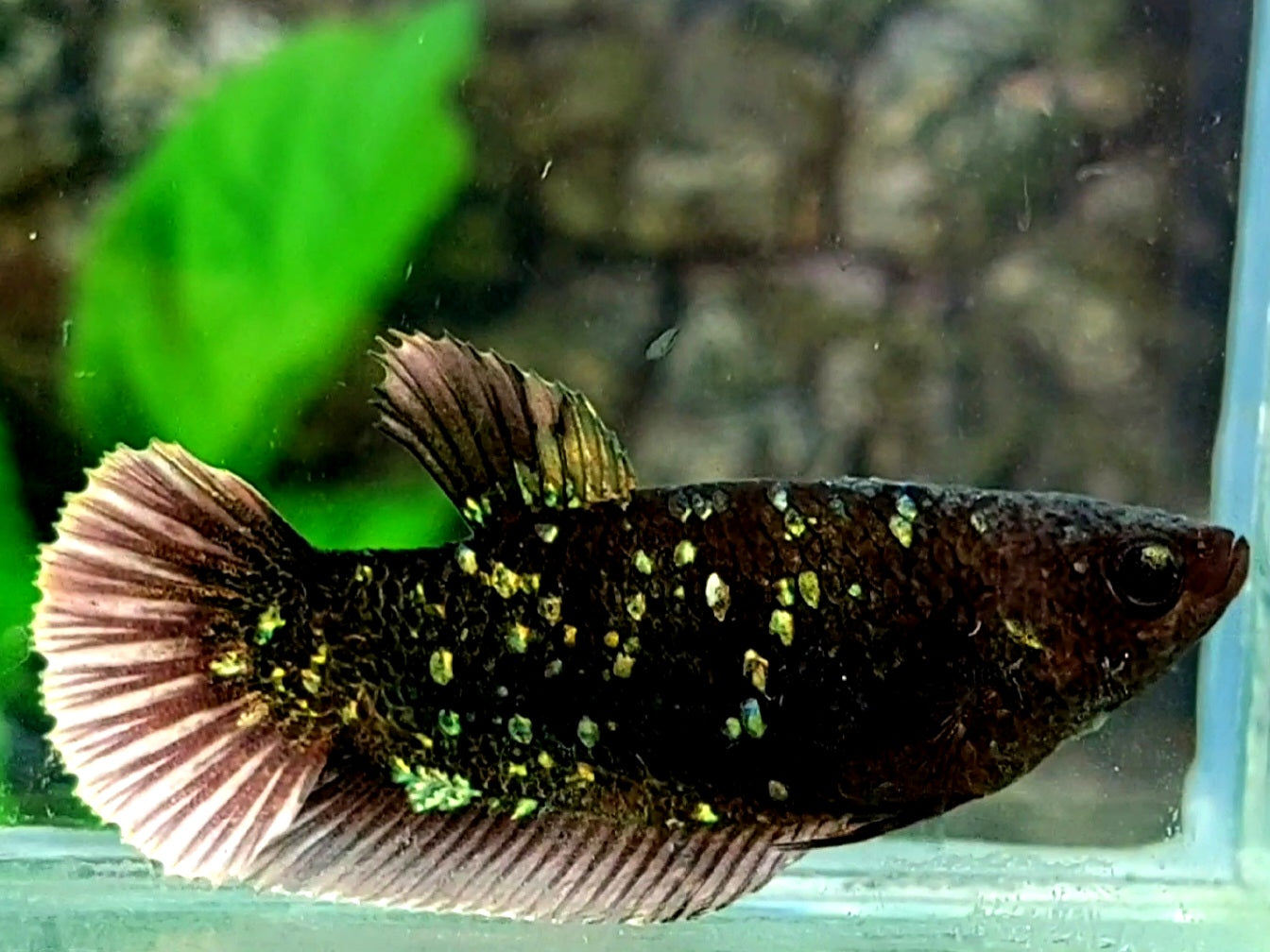 Copper Green Blackstar Nebula HMPK Female For Sorority / Breed