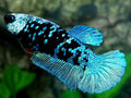 Avatar Blue Steel HMPK Female For Sorority / Breed