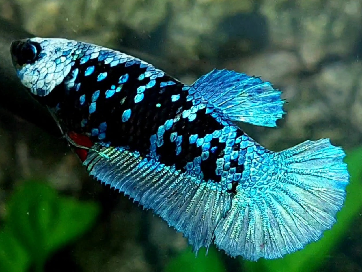 Avatar Blue Steel HMPK Female For Sorority / Breed