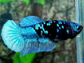 Avatar Blue Steel HMPK Female For Sorority / Breed