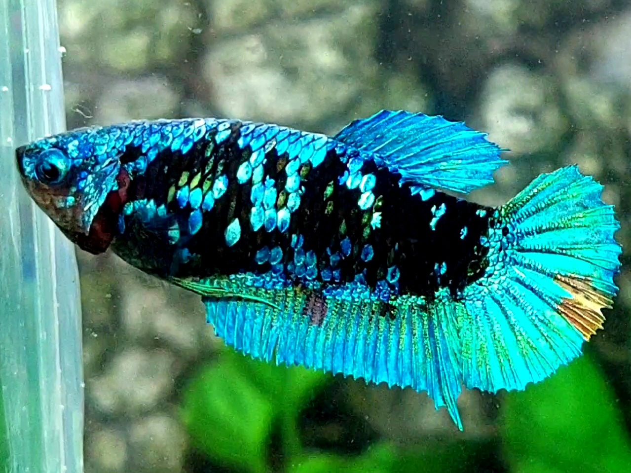 Avatar Turquoise HMPK Female For Sorority / Breed