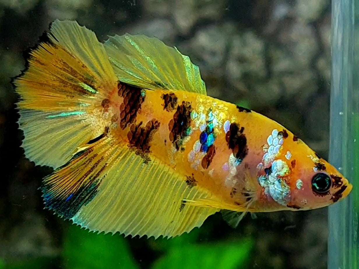 Yellow Tiger Gold Galaxy Halfmoon Female For Sorority / Breed