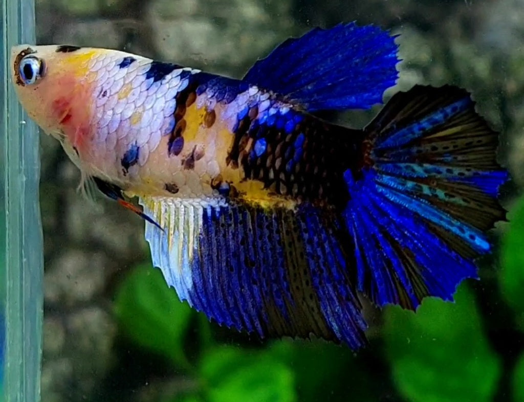 Yellow Blue Tiger Galaxy Halfmoon Female For Sorority / Breed