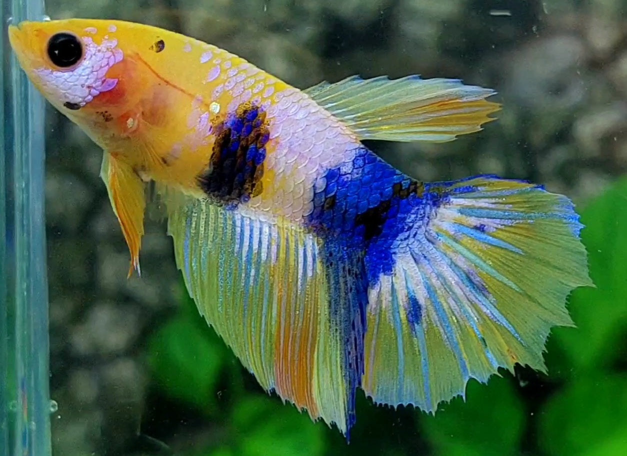 Yellow Blue Pink Galaxy Halfmoon Female For Sorority / Breed