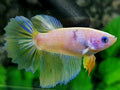 Pink Yellow Fancy Blue Eye Halfmoon Female For Sorority / Breed