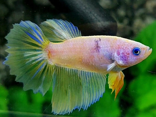 Pink Yellow Fancy Blue Eye Halfmoon Female For Sorority / Breed