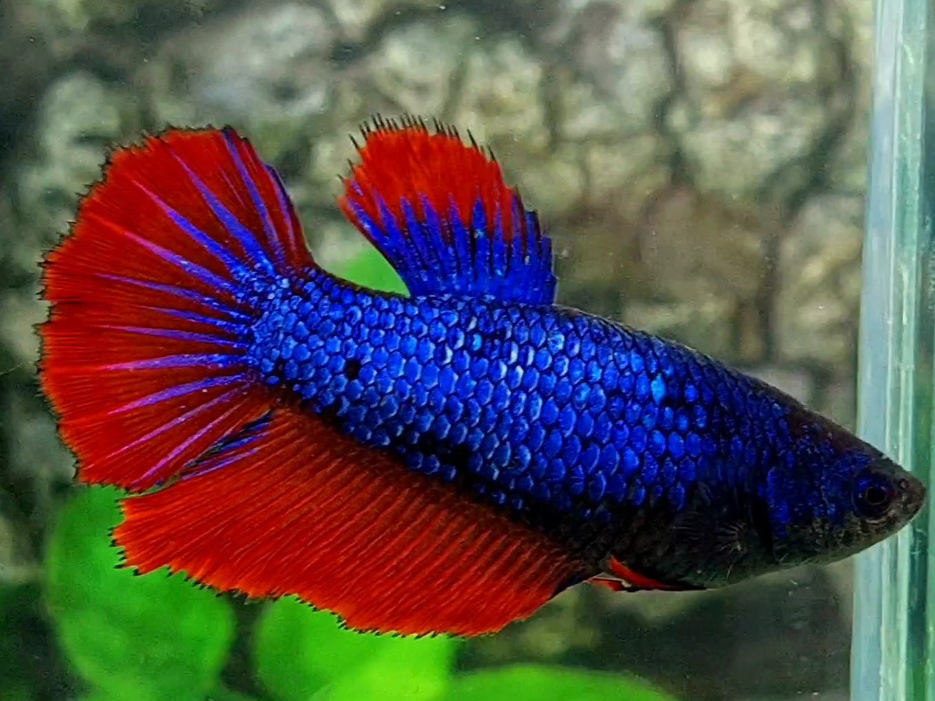 Purple Red Halfmoon Female For Sorority / Breed