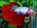 Monkey Face Red Fancy Halfmoon Female For Sorority / Breed