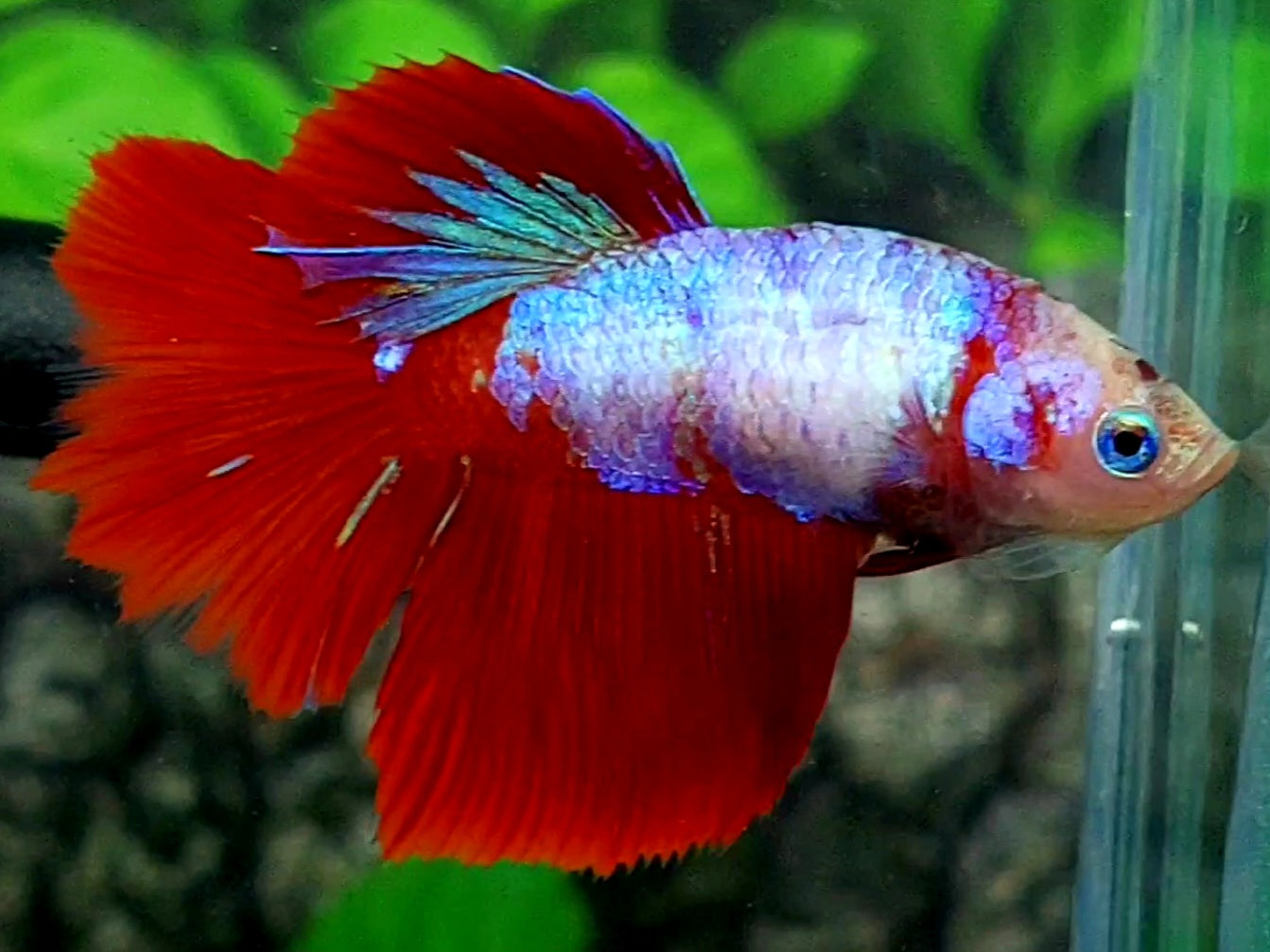 Monkey Face Red Fancy Halfmoon Female For Sorority / Breed