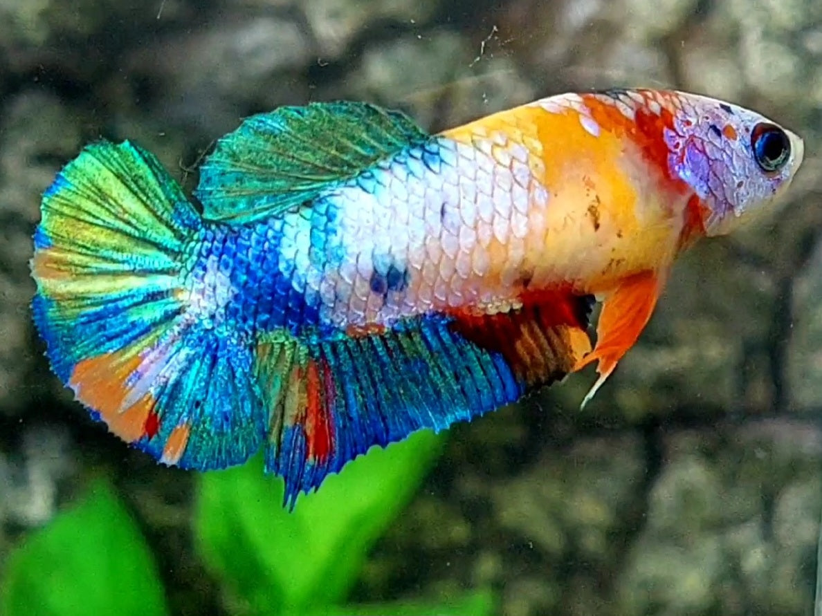 Multicolor Yellowbase Galaxy HMPK Female For Sorority / Breed