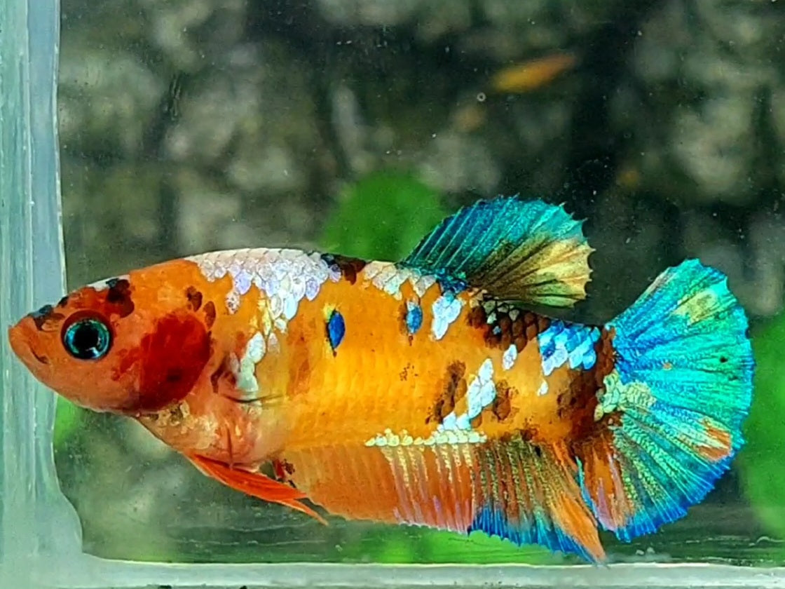 Multicolor Galaxy HMPK Female For Sorority / Breed