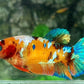 Multicolor Galaxy HMPK Female For Sorority / Breed