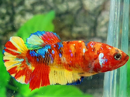 Multicolor Galaxy HMPK Female For Sorority / Breed