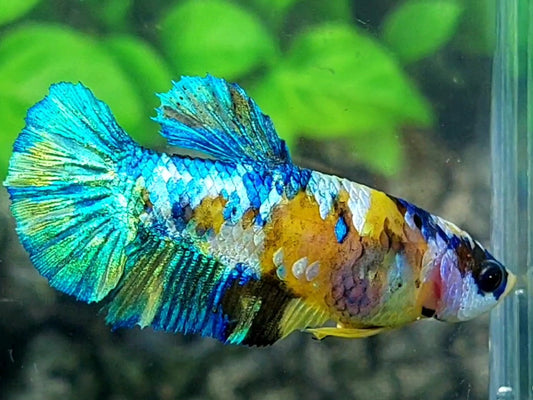 Yellow Turquoise Galaxy HMPK Female For Sorority / Breed