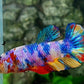 Multicolor Candy HMPK Female For Sorority / Breed