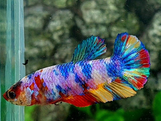 Multicolor Candy HMPK Female For Sorority / Breed