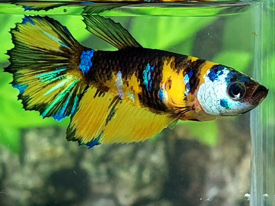 Yellow Tiger Galaxy Halfmoon Female For Sorority / Breed