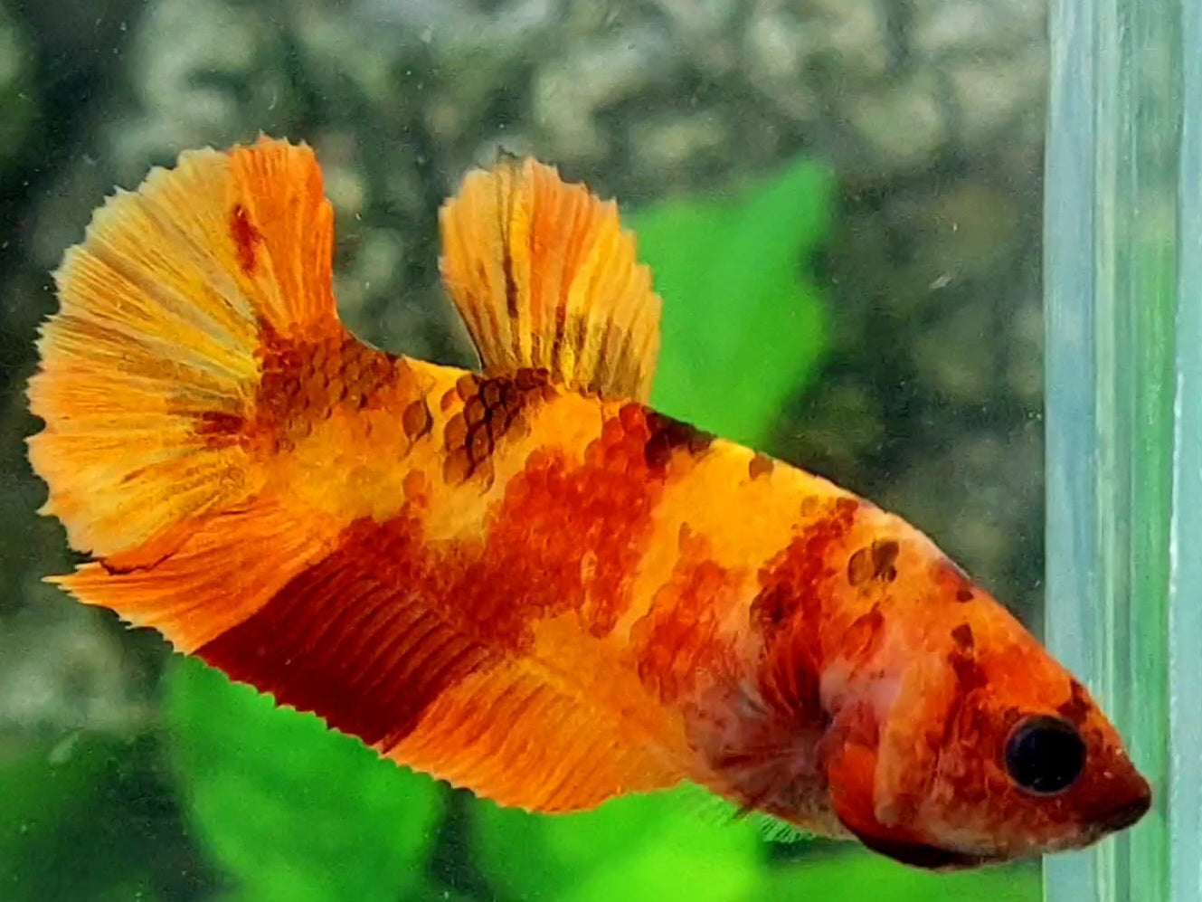 Classic Nemo Koi HMPK Female For Sorority / Breed