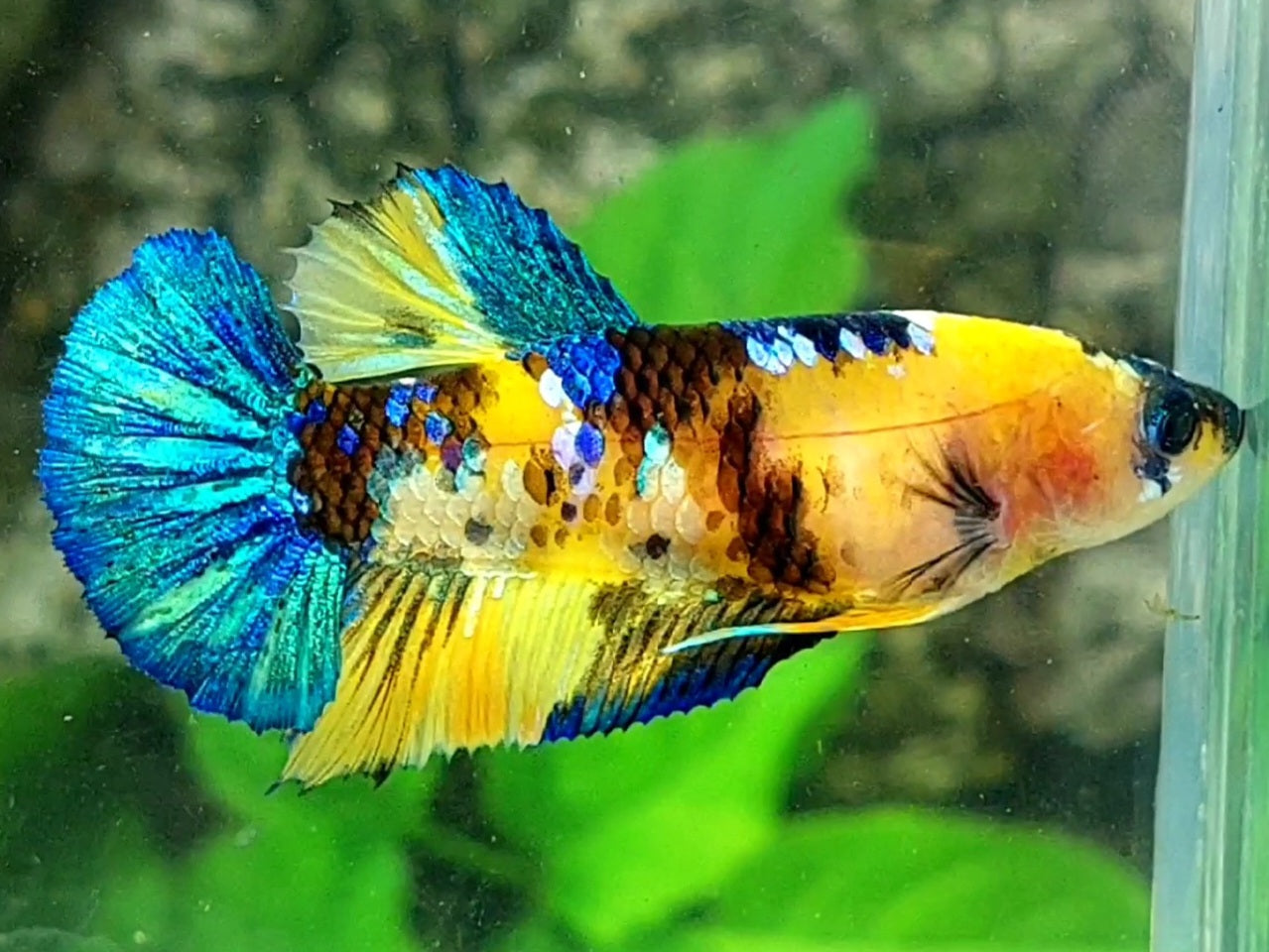 Yellow Tiger Galaxy HMPK Female For Sorority / Breed